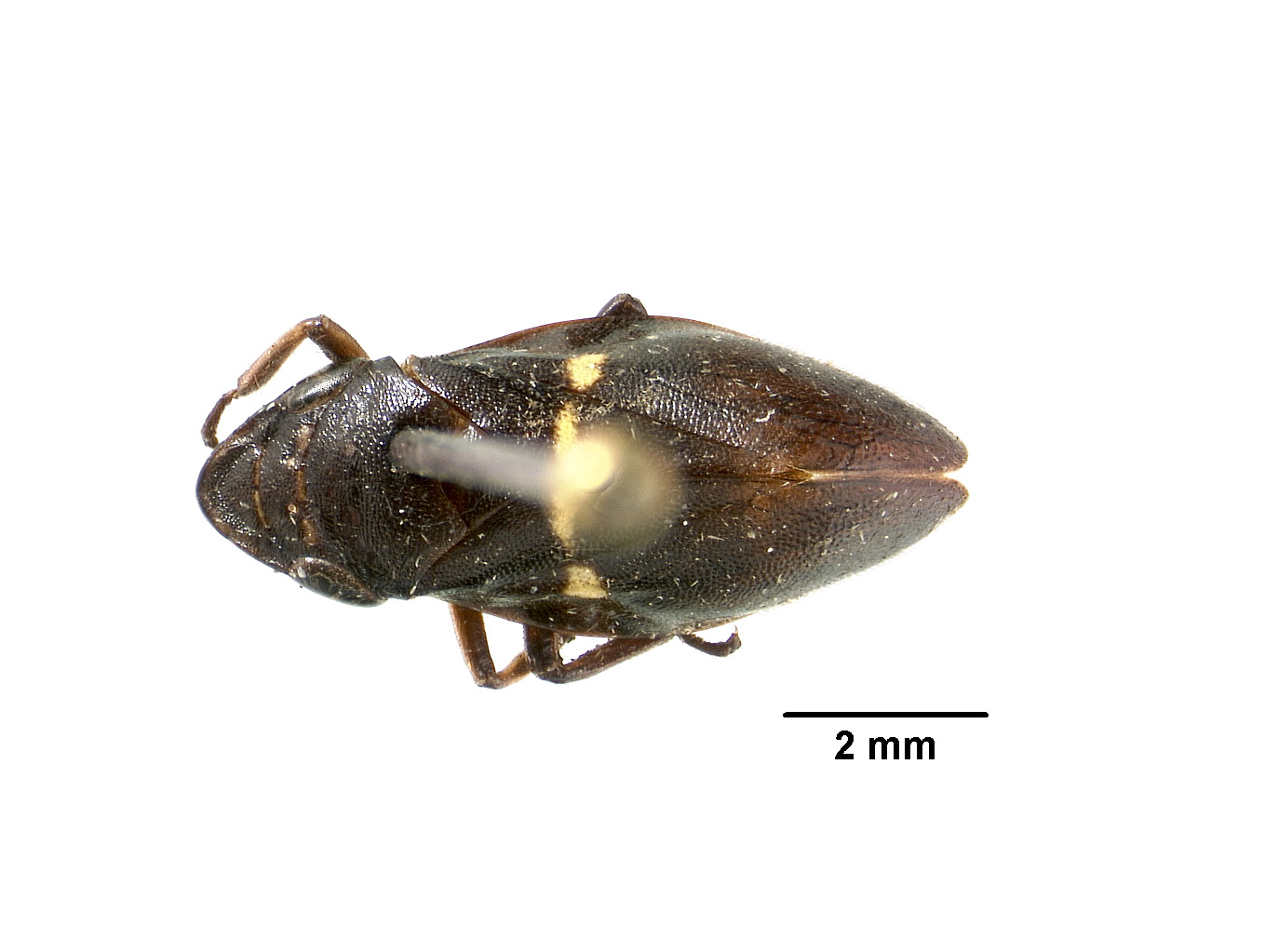 Iophosa nigra image