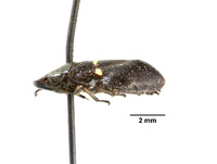 Iophosa nigra image