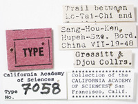 Clovia gressitti image