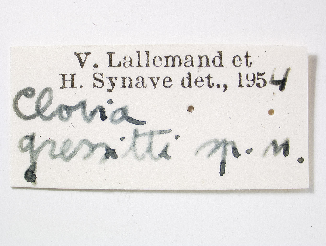 Clovia gressitti image