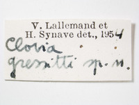 Clovia gressitti image