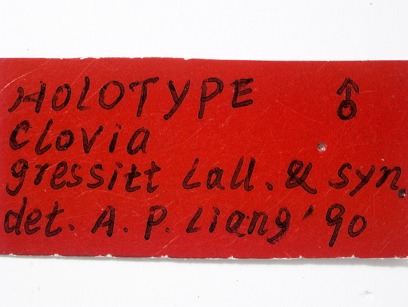 Clovia gressitti image