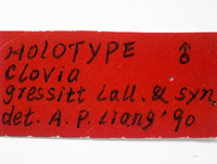 Clovia gressitti image