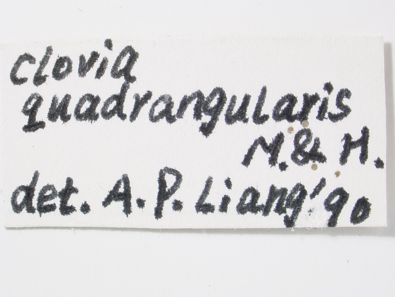 Clovia gressitti image