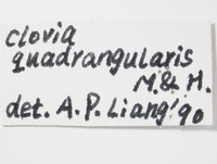 Clovia gressitti image