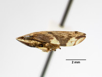 Clovia gressitti image