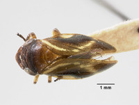 Clovia lineata image