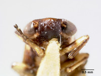 Clovia lineata image