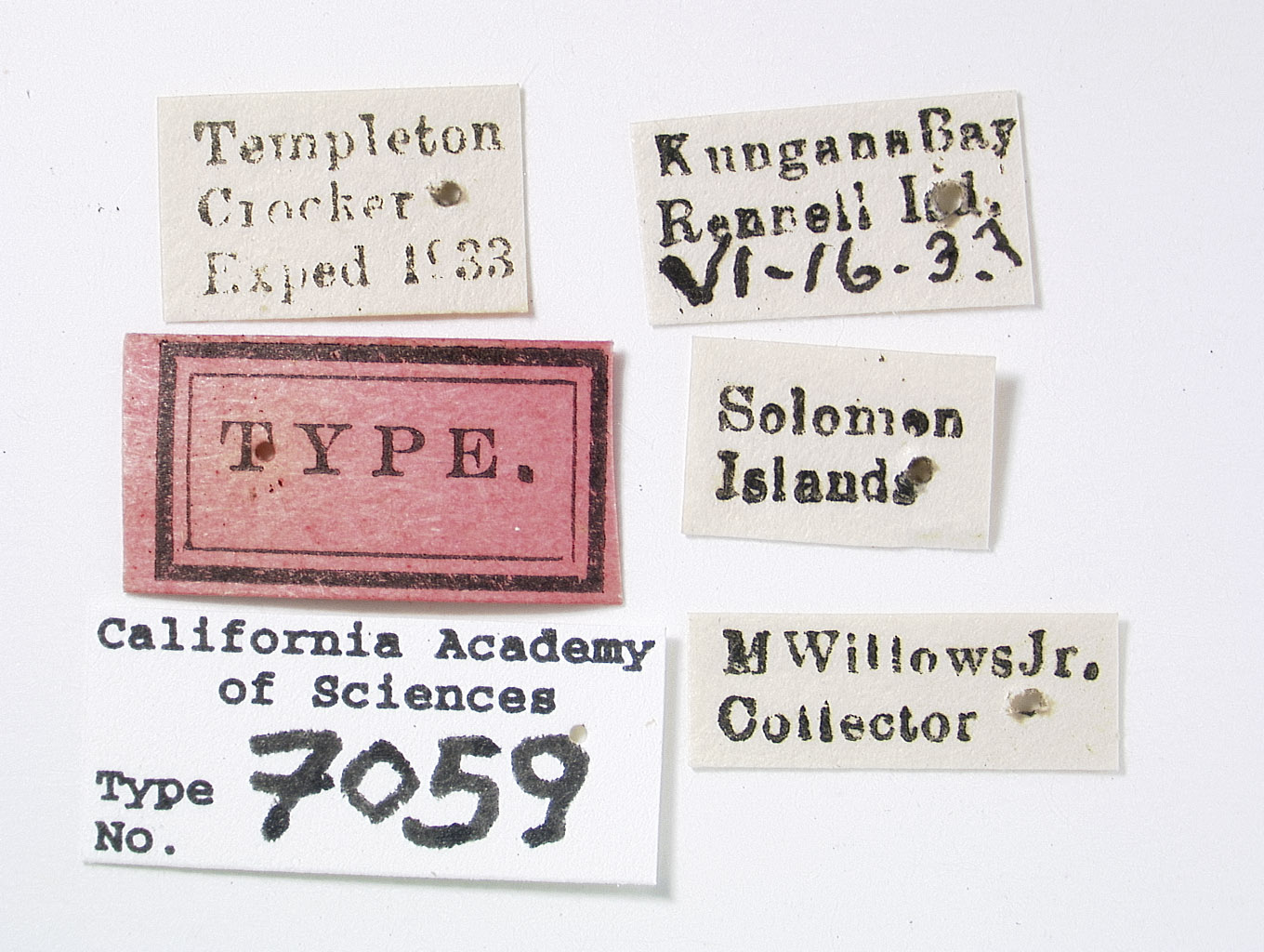 Clovia lineata image