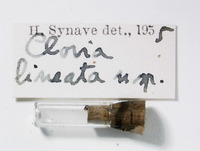 Clovia lineata image