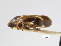 Clovia lineata image