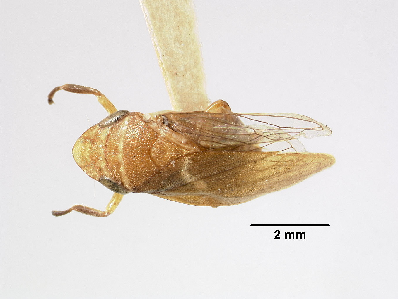 Clovia matemana image