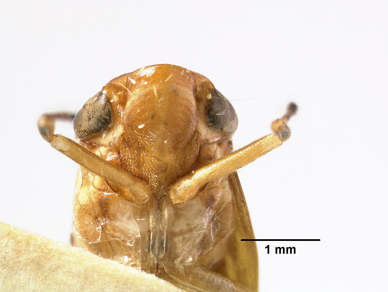 Clovia matemana image