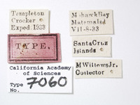 Clovia matemana image