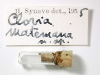 Clovia matemana image