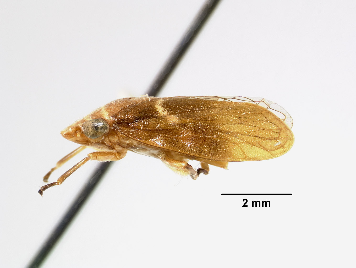 Clovia matemana image