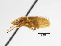 Clovia matemana image