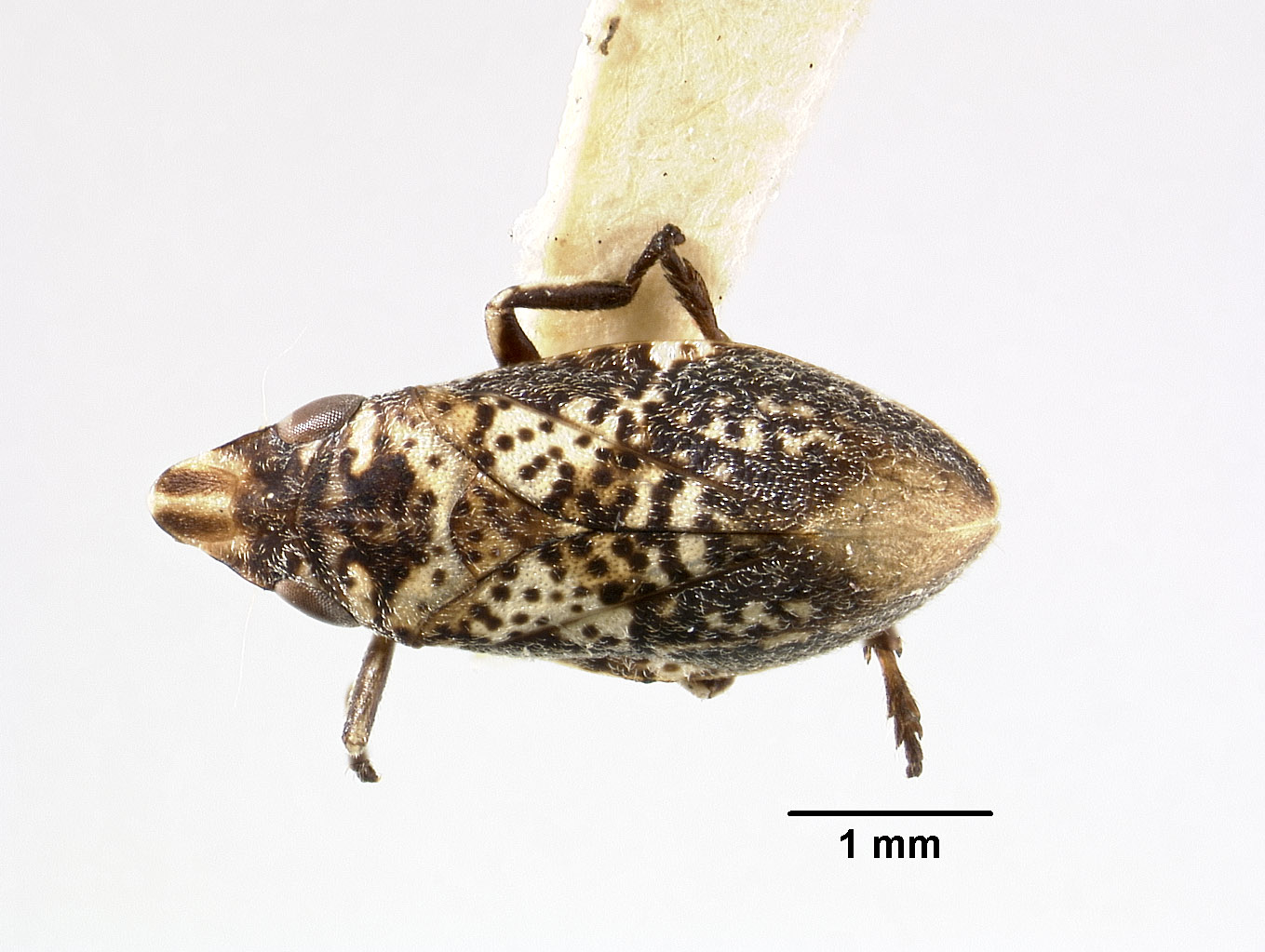 Eurycercopis insignis image