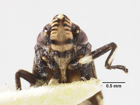 Eurycercopis insignis image