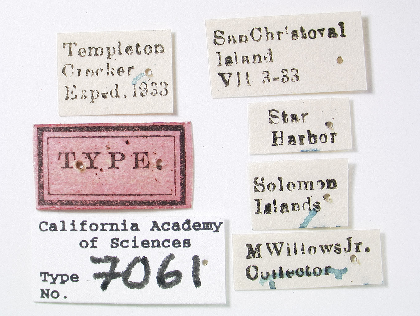 Eurycercopis insignis image