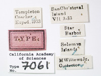 Eurycercopis insignis image