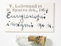 Eurycercopis insignis image