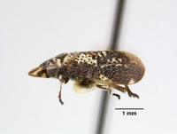 Eurycercopis insignis image