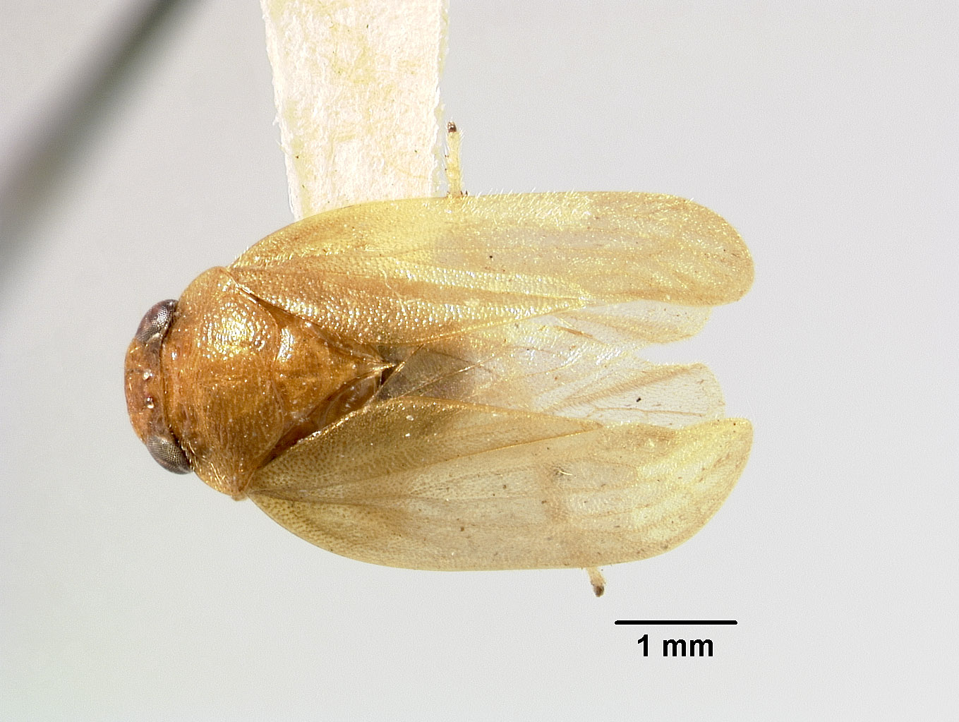 Cercopidae image