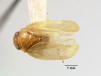 Hemiliterna salomonensis image