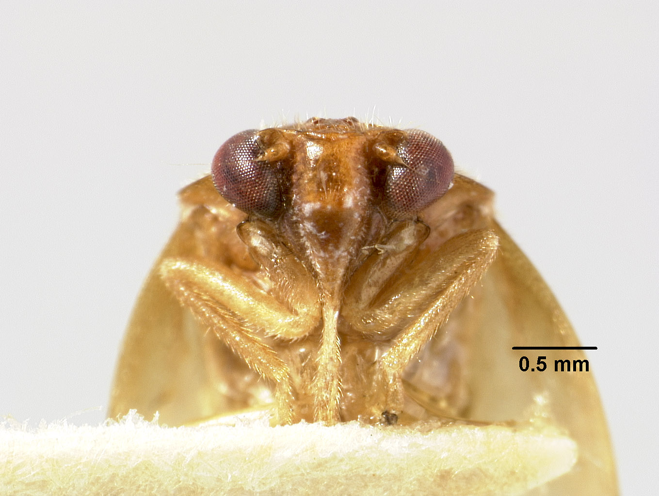 Hemiliterna salomonensis image