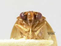 Hemiliterna salomonensis image