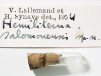 Hemiliterna salomonensis image