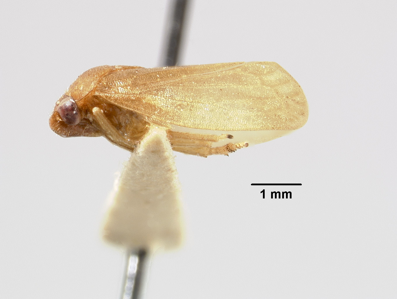 Hemiliterna salomonensis image