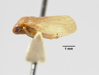 Hemiliterna salomonensis image