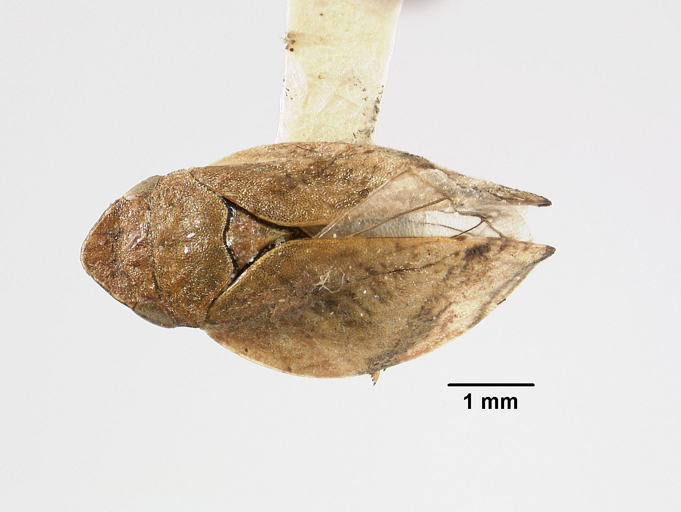 Lepyronia angulata image