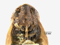 Lepyronia angulata image