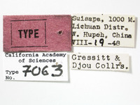 Lepyronia angulata image