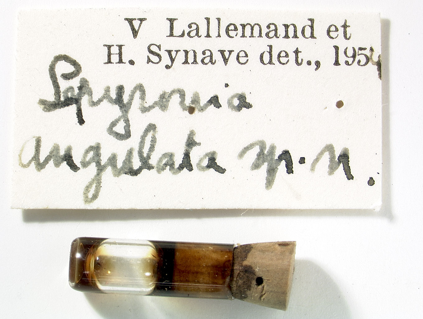 Lepyronia image