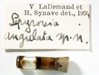 Lepyronia angulata image