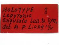 Lepyronia angulata image