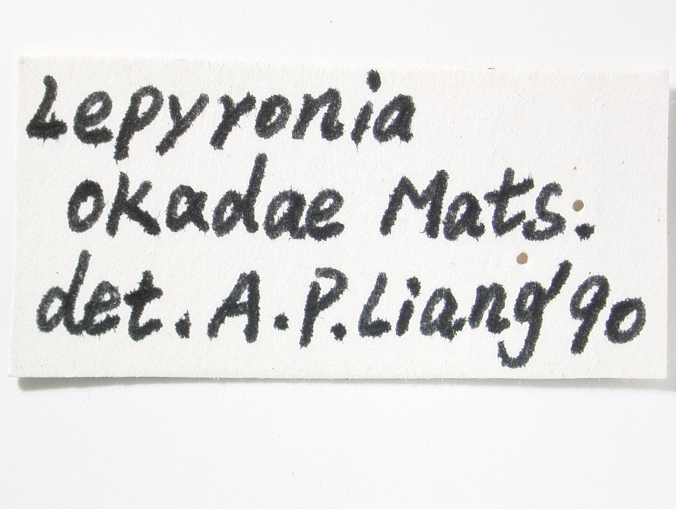 Lepyronia angulata image