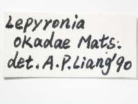 Lepyronia angulata image