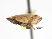 Lepyronia angulata image