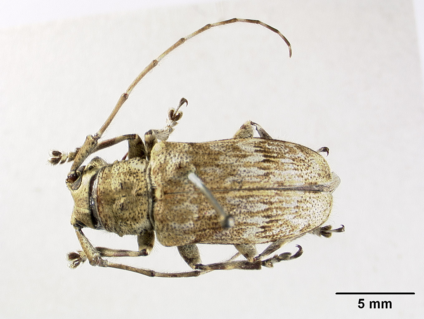 Coptops hirtiventris image