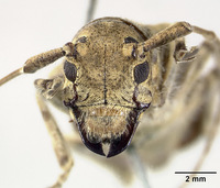 Coptops hirtiventris image