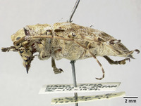 Coptops hirtiventris image
