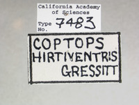 Coptops hirtiventris image