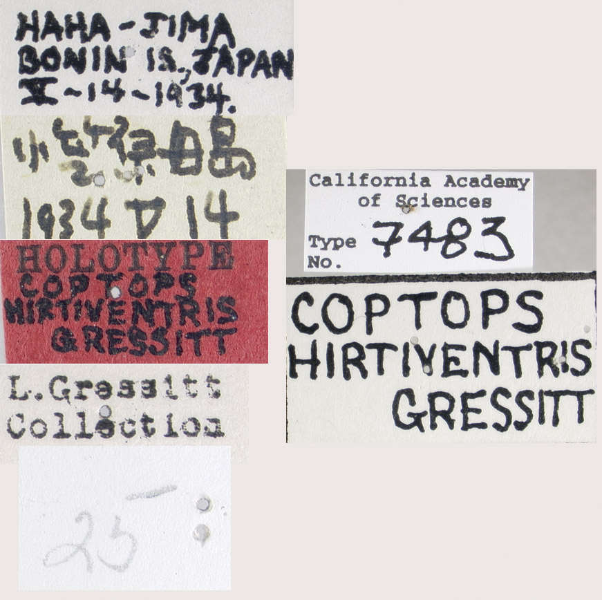 Coptops hirtiventris image