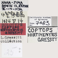 Coptops hirtiventris image