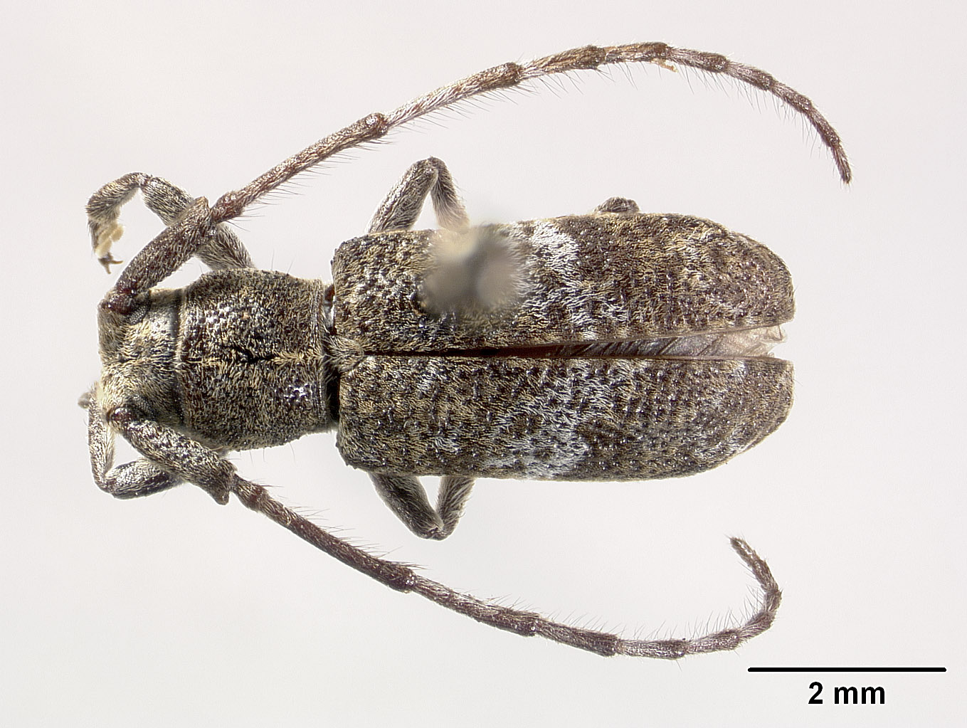 Falsomesosella horishana image